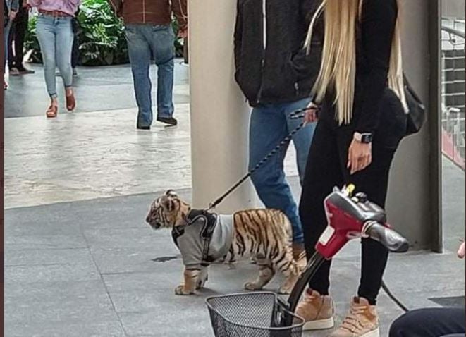 Mujer que pasea a cachorro de tigre enciende las redes sociales