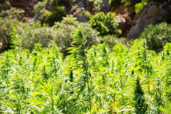 Cáñamo industrial: La siembra es absolutamente legal y buscan promover acciones para fomentar su producción, explican