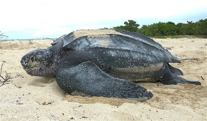 Con los humanos confinados, avistan animales en riesgo de extinción en Caribe Mexicano