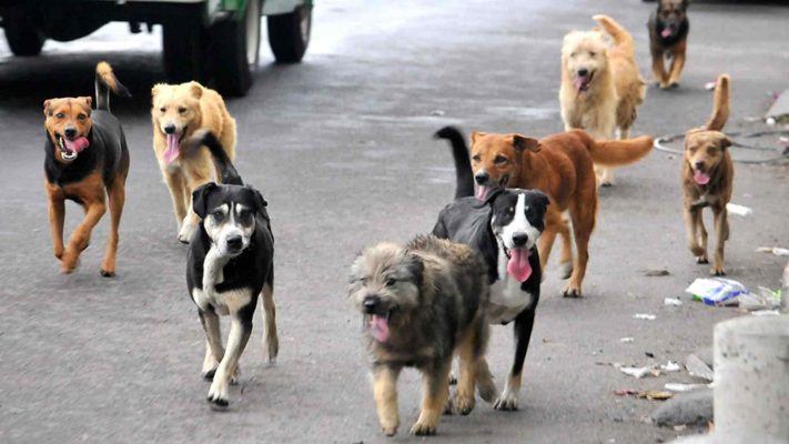 Arranca campaña de detección de leishmaniasis en perros