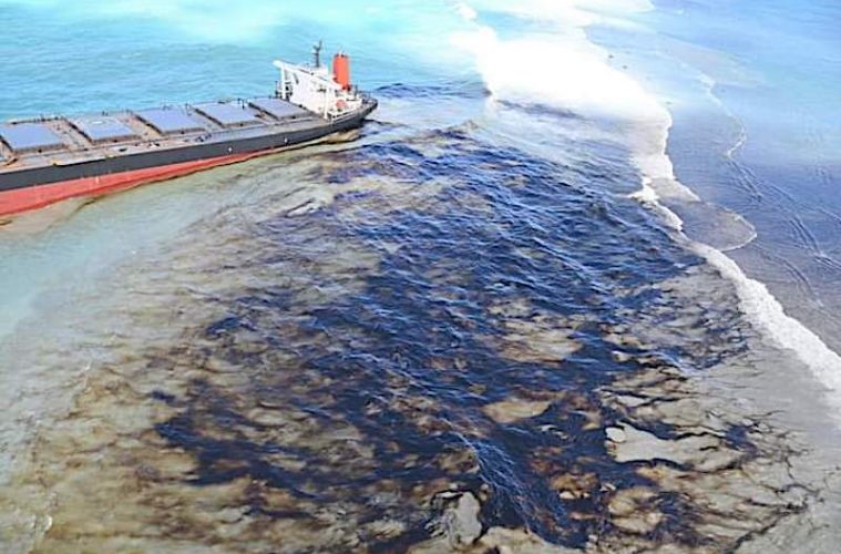 Hallan 13 delfines muertos en playas de Mauricio tras el derrame de petróleo