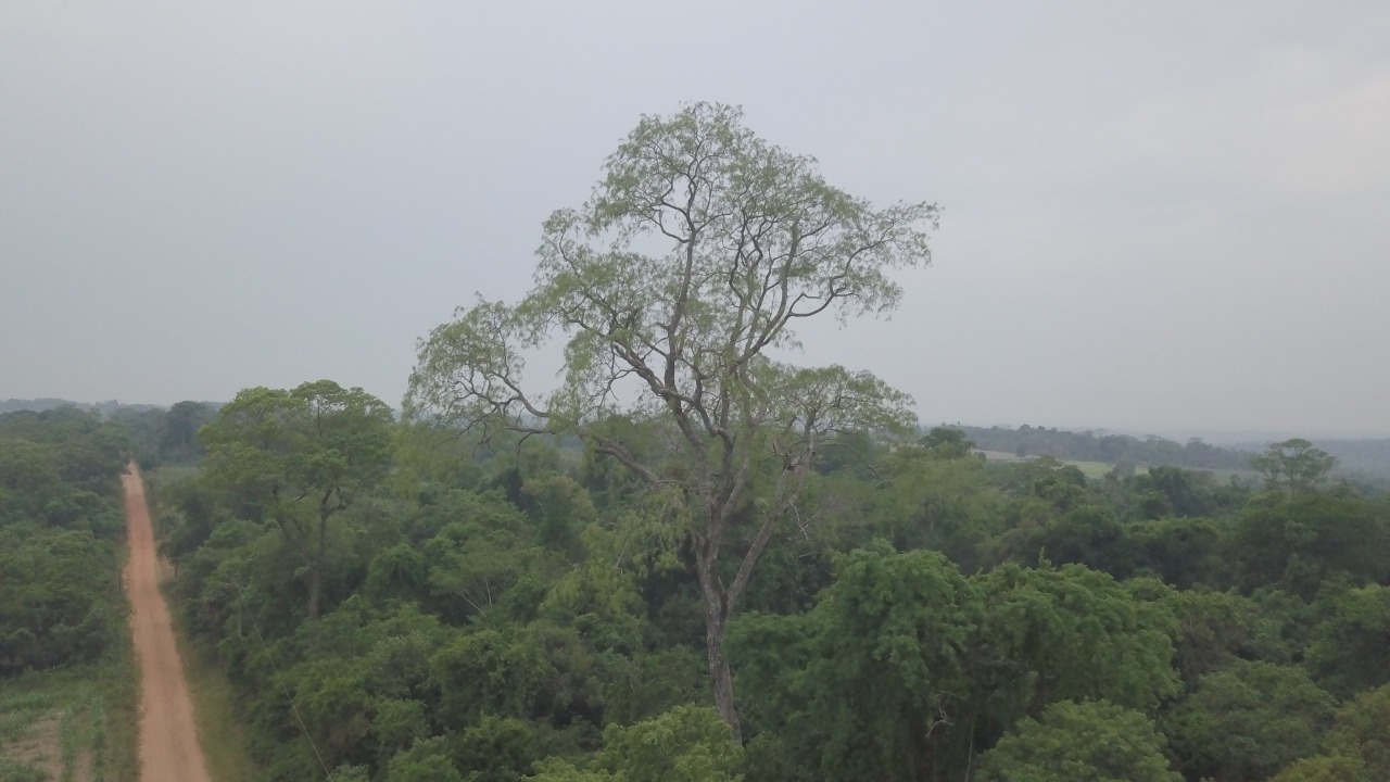 Último día de búsqueda de los Colosos de la Tierra