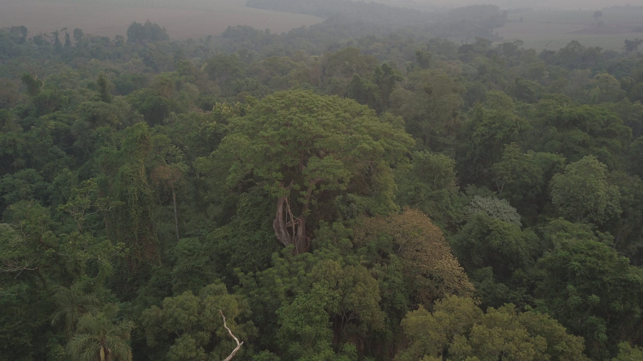 Históricos de la Albirroja se suman al pedido de ampliación de la Ley de Deforestación Cero