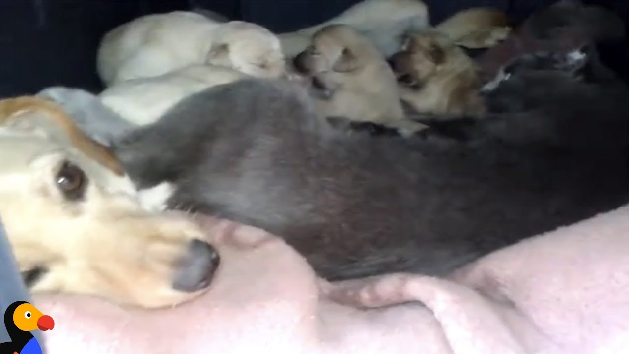Una perra y una gata comparten un pequeño espacio con sus crías recién nacidas