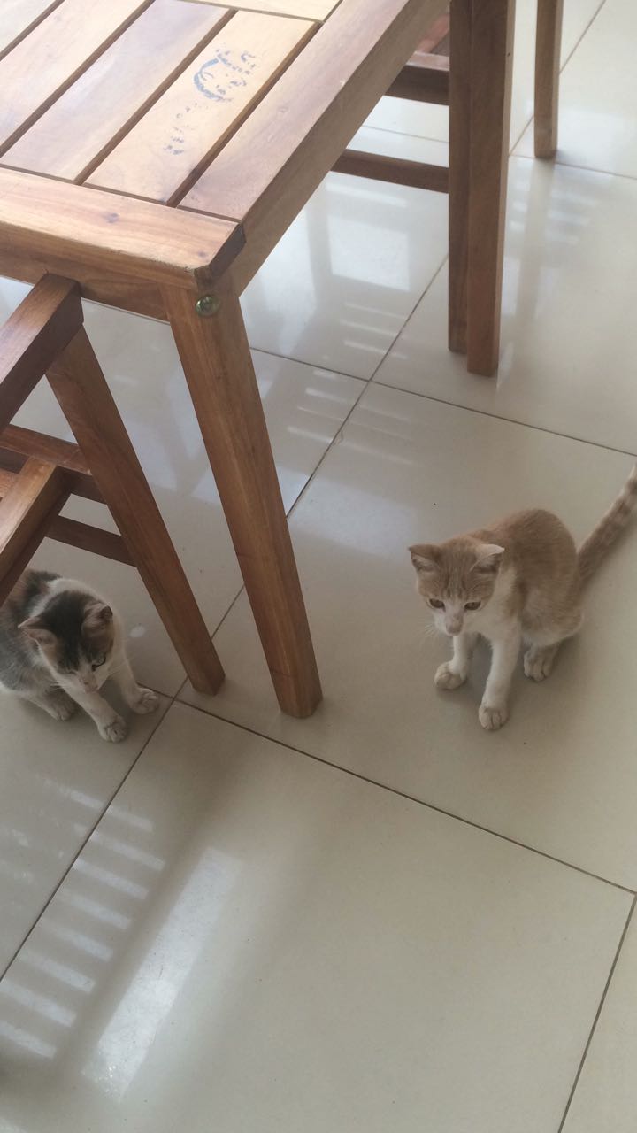 Pareja de gatos abandonados en San Lorenzo