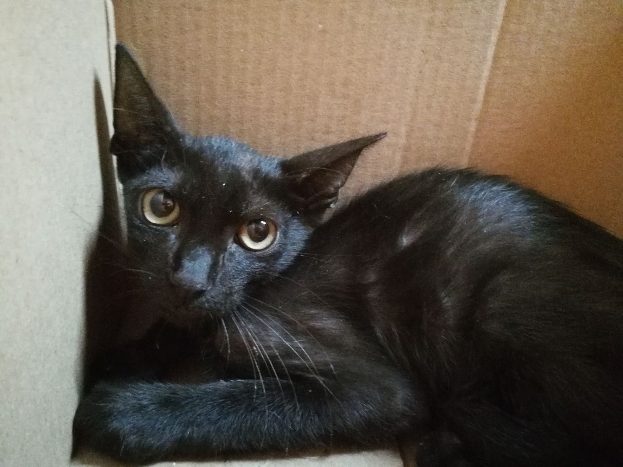 Gatito negro en adopción