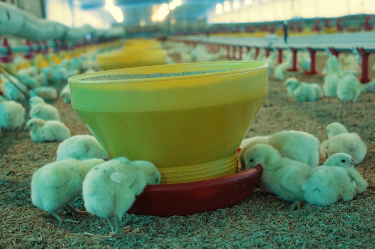 Salmonella: Debe tratarse de forma integral y no con acciones individuales