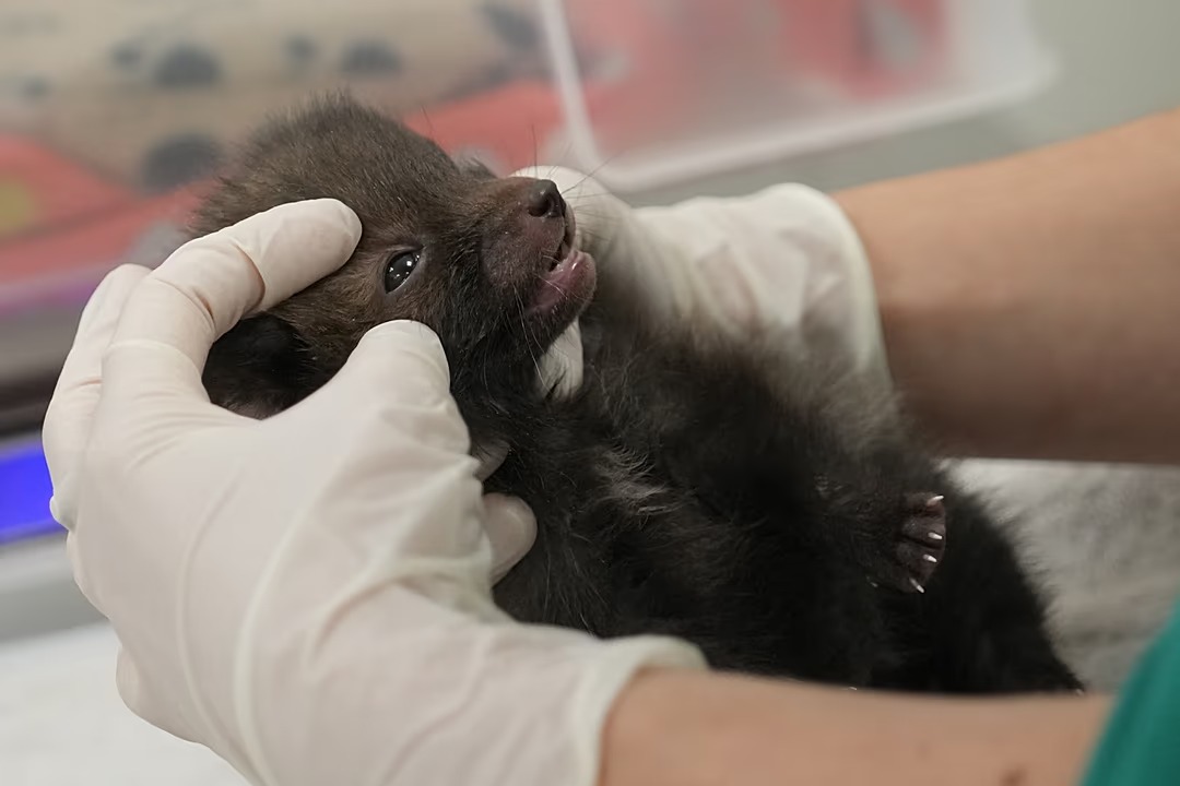 Un hospital cerca de París salva a miles de animales silvestres heridos