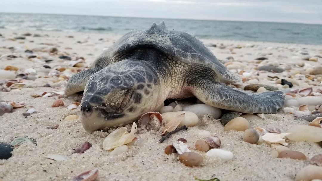 Tortugas tropicales varadas en aguas heladas del Atlántico Norte: científicos investigan el misterio